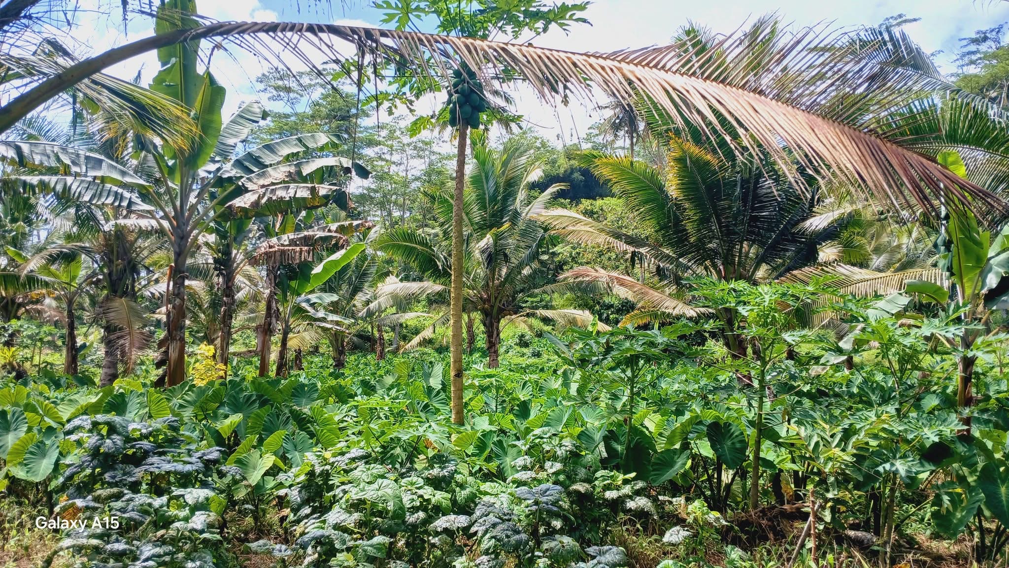 Agroforestry system Agroforestry system